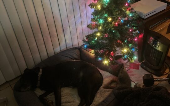 Merry Christmas